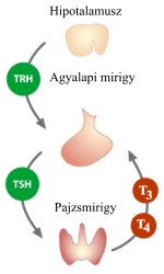 A pajzsmirigy a légcső előtt pajzsszerűen elhelyezkedő belső elválasztású mirigyünk, ami jód és fehérje felhasználásával hormont trijódtironint (T3-t) és thiroxint (T4-t) termel. Ezek mennyiségét az agyalapi mirigy pajzsmirigyserkentő hormonján (TSH) keresztül szabályozza.